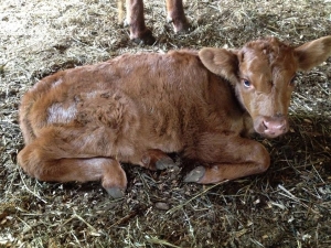 Chanel'sbullcalf